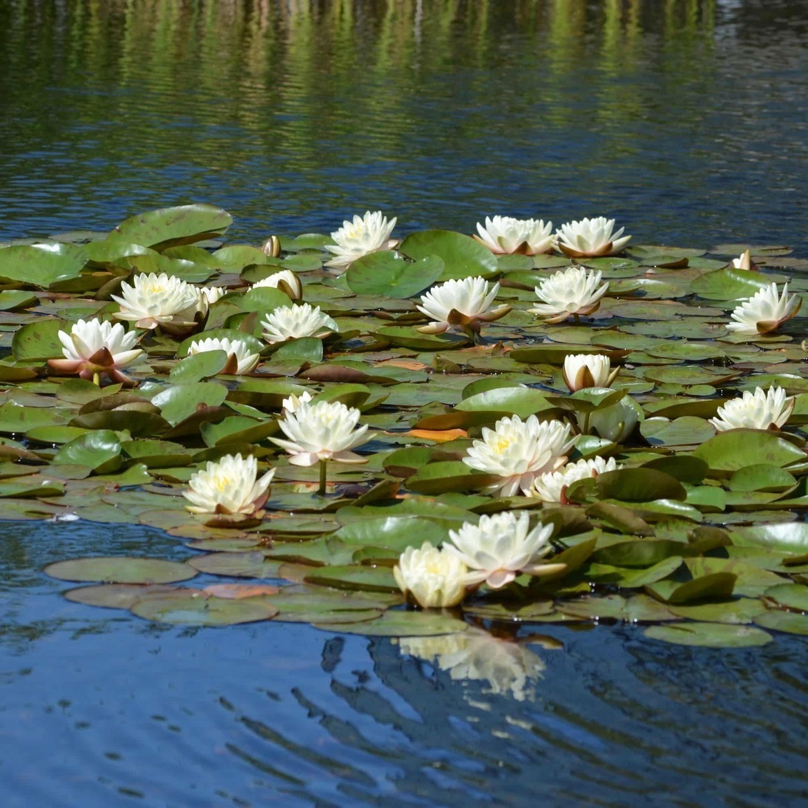 waterlelies
